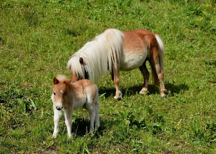 Daire Eiter Arzl im Pitztal